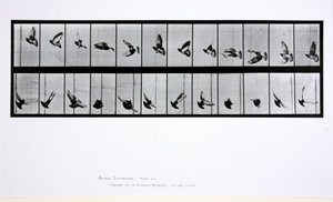 Oiseau volant, planche 756 de 